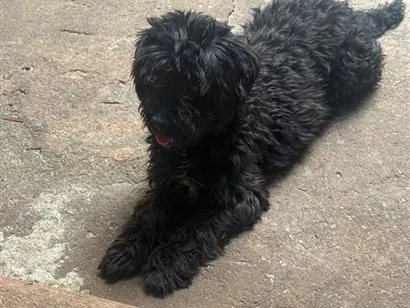 Cachorro raça Shitzu idade 3 anos nome Chloe