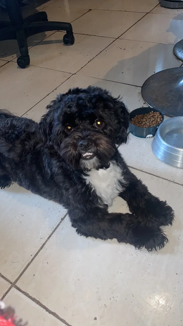 Cachorro raça Shitzu idade 7 a 11 meses nome Benjamim 