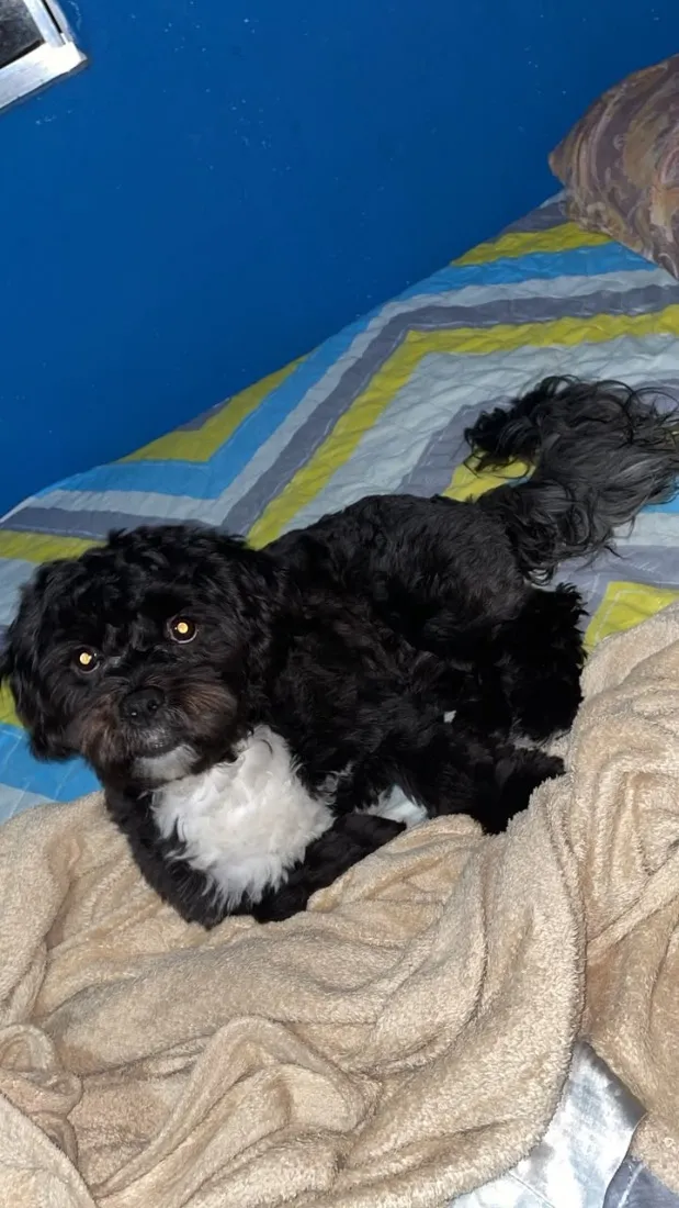 Cachorro raça Shitzu idade 7 a 11 meses nome Benjamim 