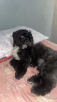 Benjamim 