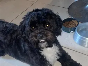 Cachorro raça Shitzu idade 7 a 11 meses nome Benjamim 