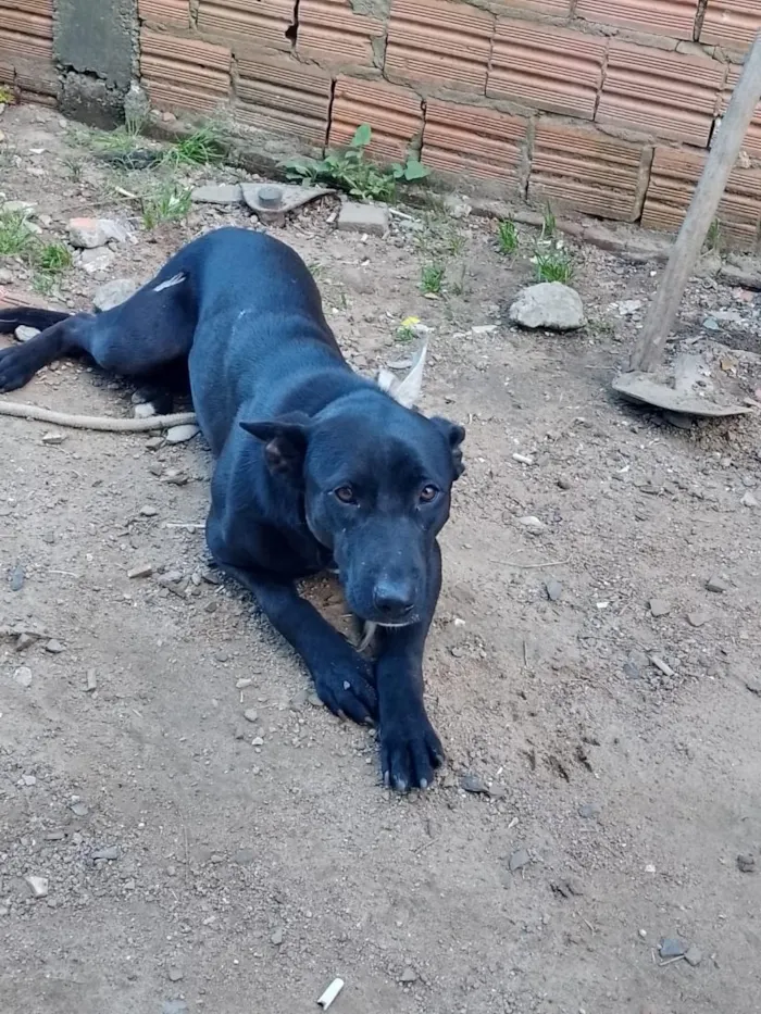 Cachorro raça SRD-ViraLata idade 2 anos nome Amora 