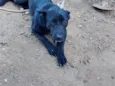 Amora 
