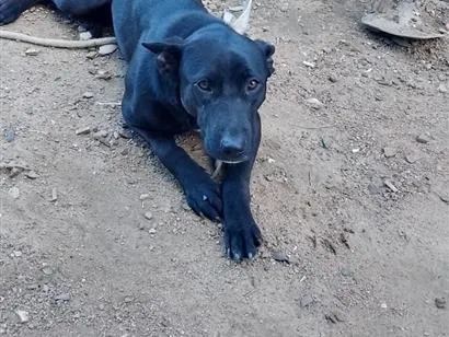 Cachorro raça SRD-ViraLata idade 2 anos nome Amora 