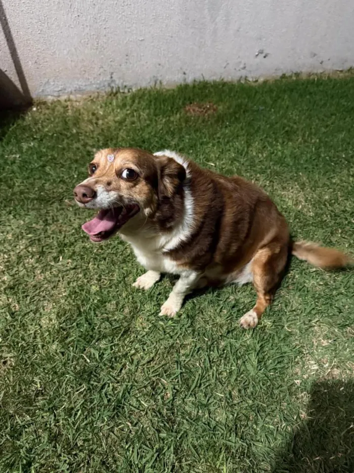 Cachorro raça SRD-ViraLata idade 6 ou mais anos nome Sofie