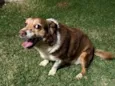 Sofie