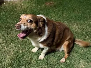Cachorro raça SRD-ViraLata idade 6 ou mais anos nome Sofie
