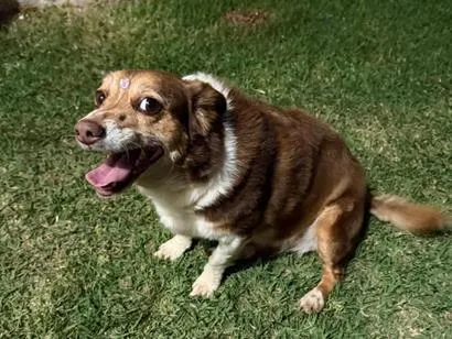 Cachorro raça SRD-ViraLata idade 6 ou mais anos nome Sofie