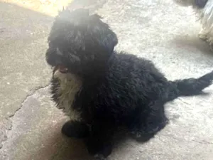 Cachorro raça Shitzu idade 2 anos nome Black 