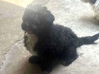 Cachorro raça Shitzu idade 2 anos nome Black 