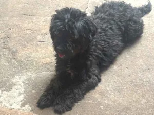 Cachorro raça Shitzu idade 3 anos nome Chloe