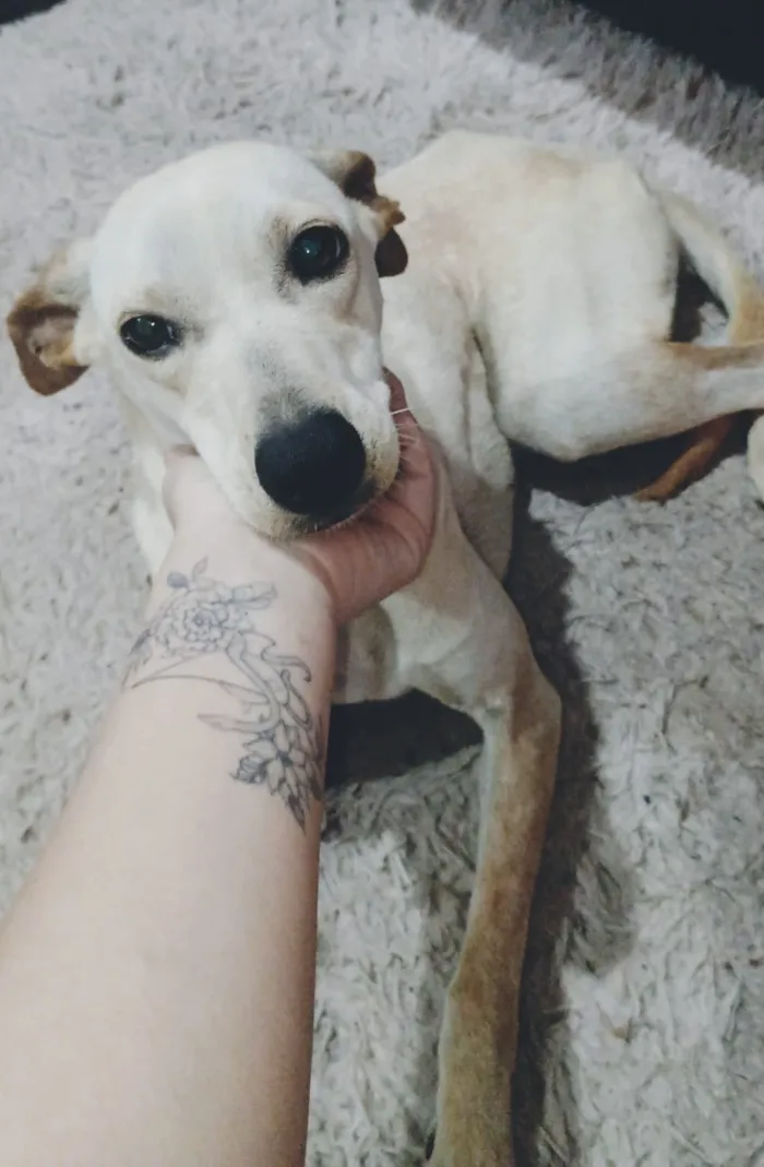 Cachorro raça SRD-ViraLata idade 1 ano nome Meg