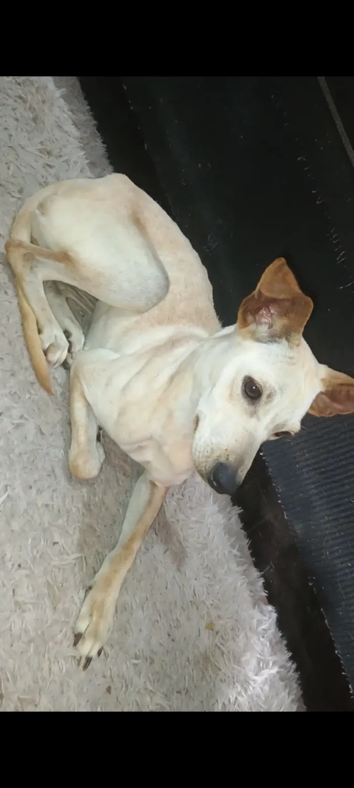 Cachorro raça SRD-ViraLata idade 1 ano nome Meg
