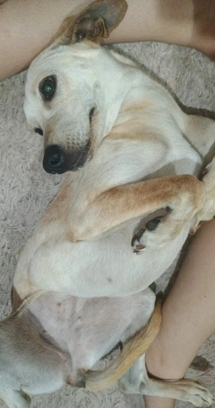 Cachorro raça SRD-ViraLata idade 1 ano nome Meg
