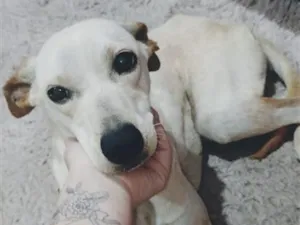 Cachorro raça SRD-ViraLata idade 1 ano nome Meg