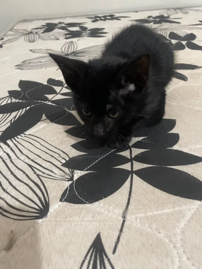 Gato raça SRD-ViraLata idade 2 a 6 meses nome não possui ainda