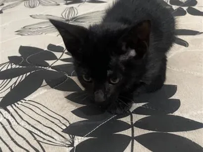 Gato raça SRD-ViraLata idade 2 a 6 meses nome não possui ainda