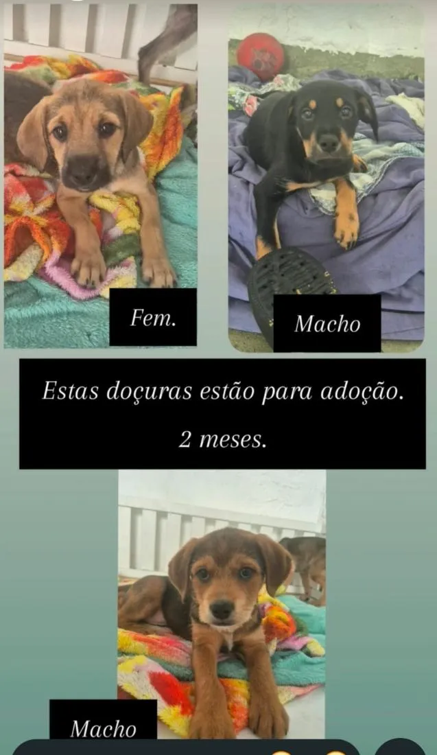 Cachorro raça SRD-ViraLata idade 2 a 6 meses nome joni/patolino/linguiça 