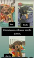 joni/patolino/linguiça