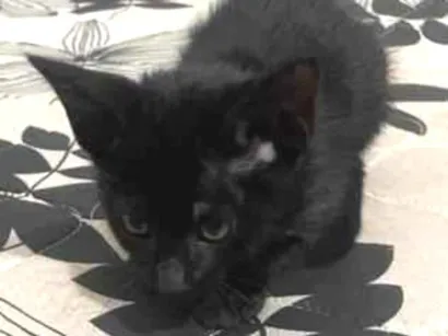Gato raça SRD-ViraLata idade 2 a 6 meses nome não possui ainda