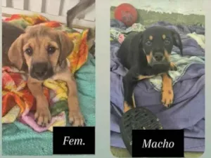 Cachorro raça SRD-ViraLata idade 2 a 6 meses nome joni/patolino/linguiça 