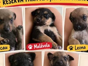 Cachorro raça SRD-ViraLata idade Abaixo de 2 meses nome Malévola