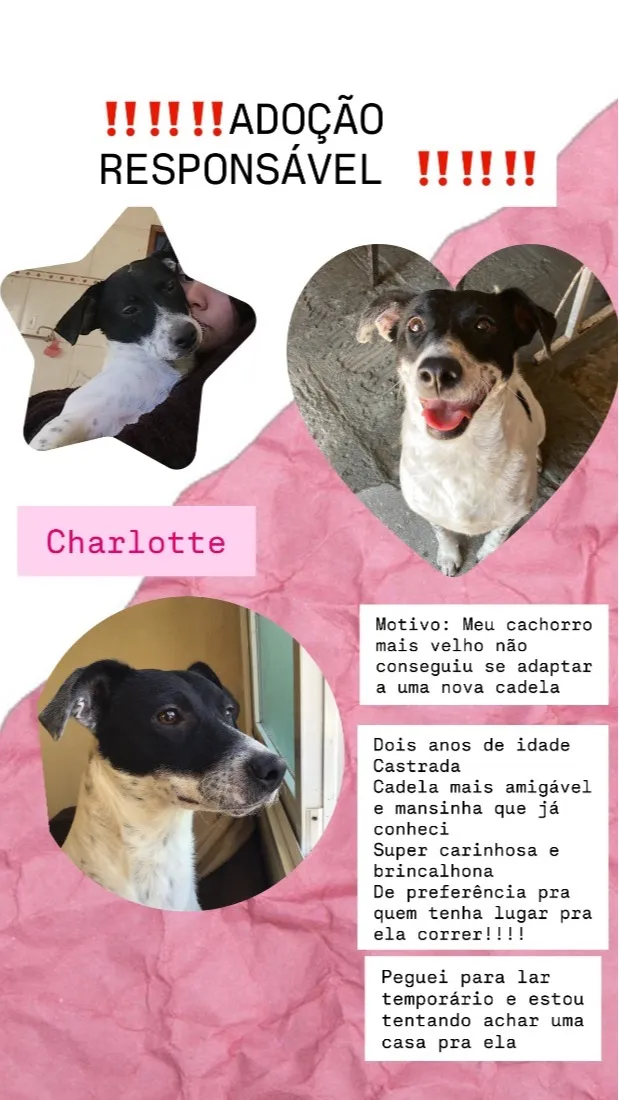 Cachorro raça SRD-ViraLata idade 2 anos nome Charlotte