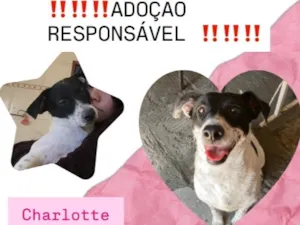 Cachorro raça SRD-ViraLata idade 2 anos nome Charlotte