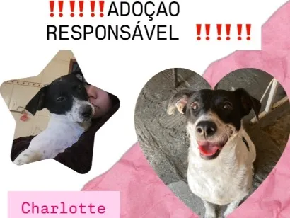 Cachorro raça SRD-ViraLata idade 2 anos nome Charlotte