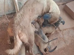 Cachorro raça SRD-ViraLata idade 2 a 6 meses nome filhotes