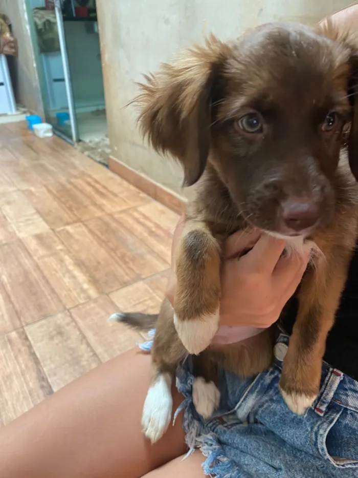 Cachorro raça SRD-ViraLata idade 2 a 6 meses nome Lily