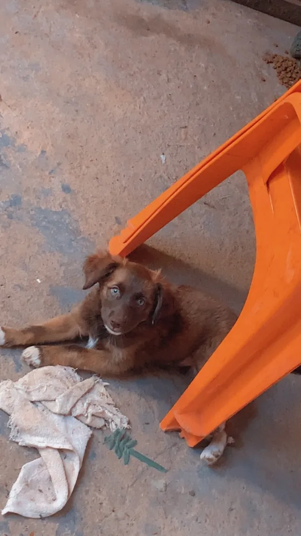 Cachorro raça SRD-ViraLata idade 2 a 6 meses nome Lily