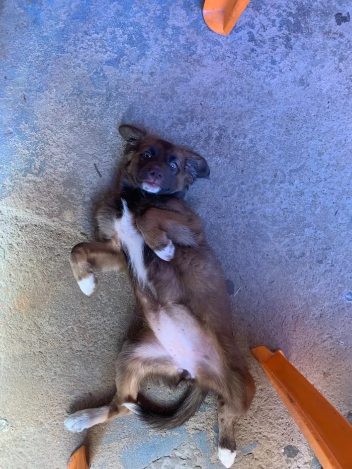 Cachorro raça SRD-ViraLata idade 2 a 6 meses nome Lily