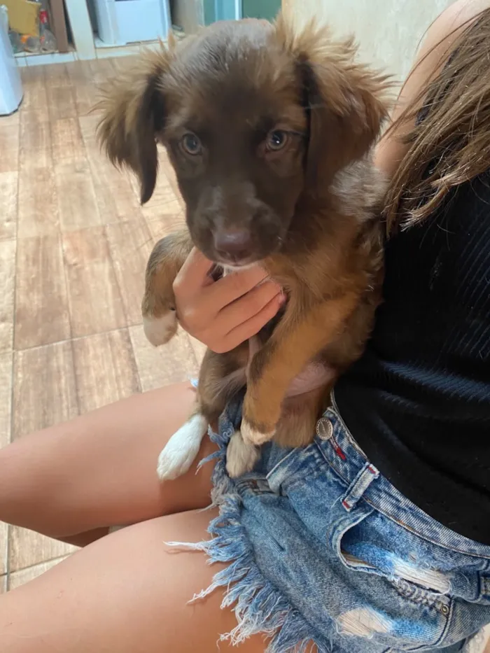 Cachorro raça SRD-ViraLata idade 2 a 6 meses nome Lily