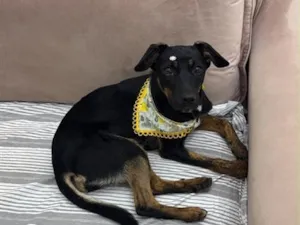 Cachorro raça SRD-ViraLata idade 2 a 6 meses nome Pretinha 