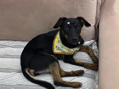 Cachorro raça SRD-ViraLata idade 2 a 6 meses nome Pretinha 