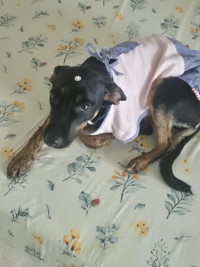 Cachorro raça SRD-ViraLata idade 2 a 6 meses nome Pretinha 