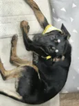 Pretinha 