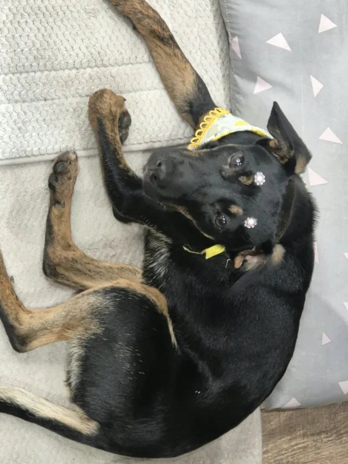 Cachorro raça SRD-ViraLata idade 2 a 6 meses nome Pretinha 