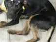 Pretinha 