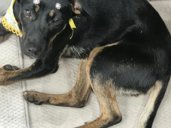 Cachorro raça SRD-ViraLata idade 2 a 6 meses nome Pretinha 