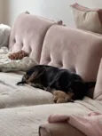 Pretinha 
