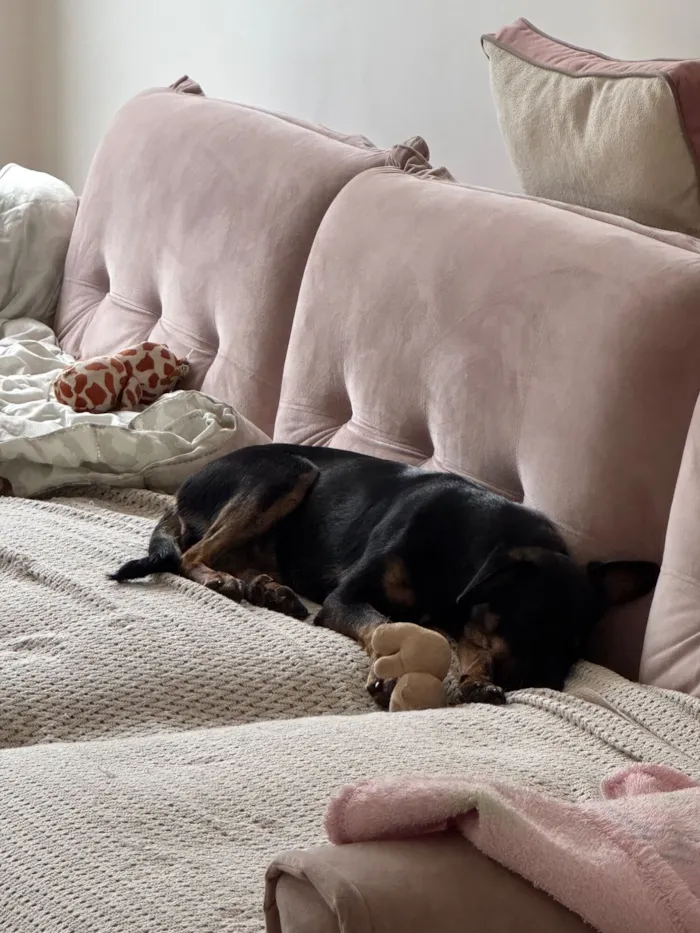 Cachorro raça SRD-ViraLata idade 2 a 6 meses nome Pretinha 