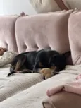 Pretinha 