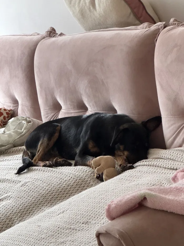 Cachorro raça SRD-ViraLata idade 2 a 6 meses nome Pretinha 