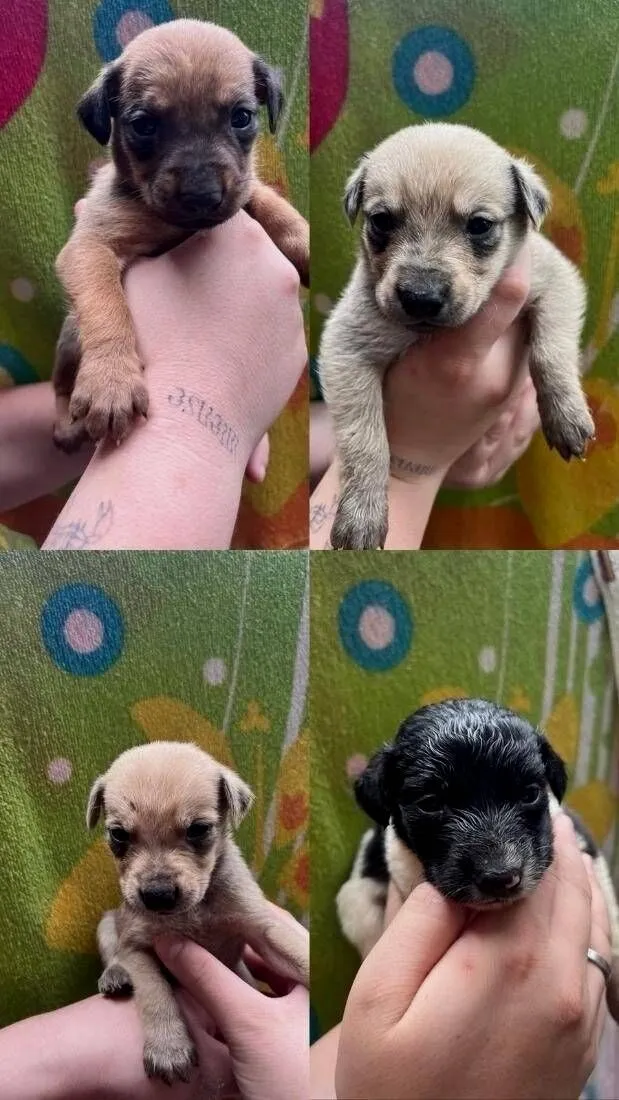 Cachorro raça SRD-ViraLata idade 2 a 6 meses nome nn tem nomes ainda 