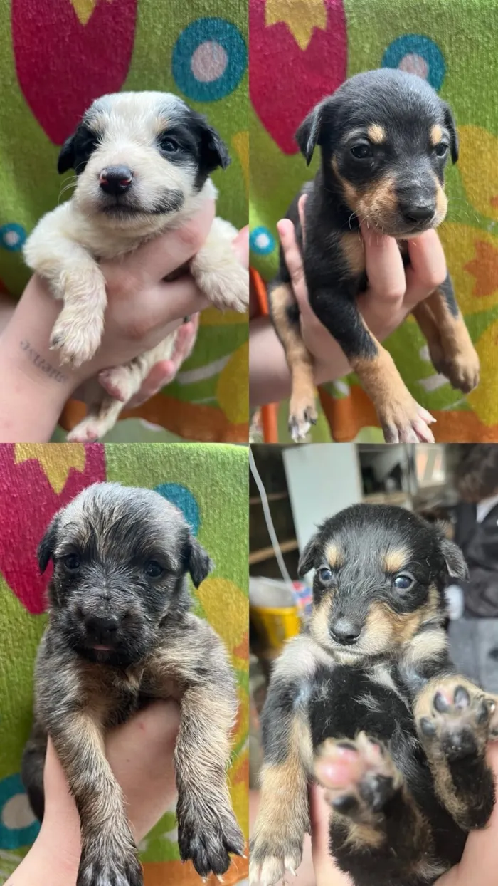 Cachorro raça SRD-ViraLata idade 2 a 6 meses nome nn tem nomes ainda 