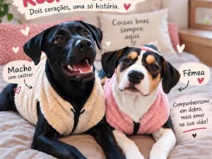Cachorro raça SRD-ViraLata idade 7 a 11 meses nome Pedro