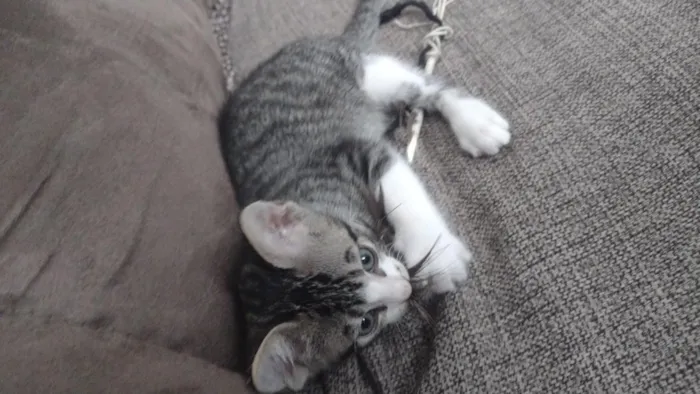 Gato raça SRD-ViraLata idade 2 a 6 meses nome Isqueirinho