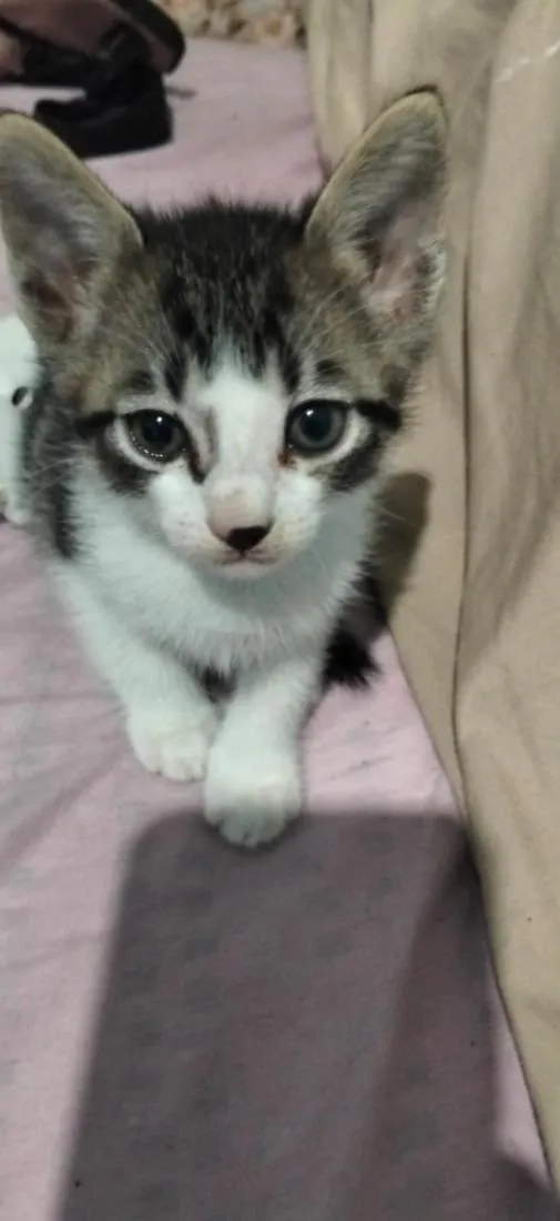 Gato raça SRD-ViraLata idade 2 a 6 meses nome Isqueirinho
